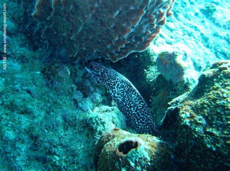 Snorkeling in Anse Chastanet Marine Reserve | Snorkeling in Saint Lucia