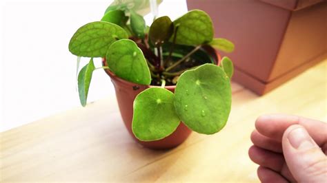 How To Care For A Chinese Money Plant Plant Ideas