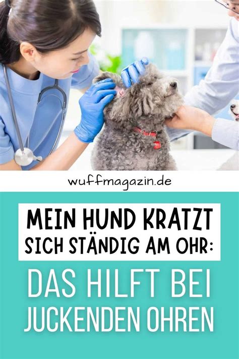 Mein Hund kratzt sich ständig am Ohr Das hilft bei juckenden Ohren in