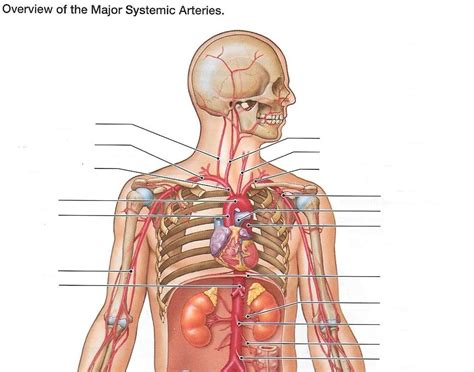 Blood Vessels Of The Upper Body