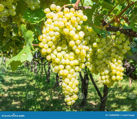 Chardonnay Grapes On Vine In Vineyard South Tyrol Italy Chardonnay