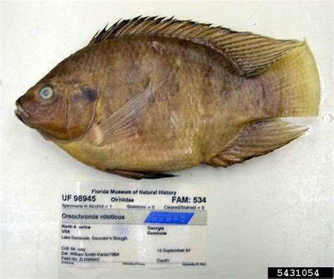 Nile Tilapia Oreochromis Niloticus