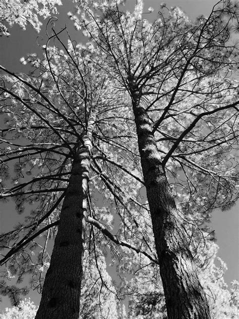 Banco de imagens árvore natureza floresta ramo neve inverno