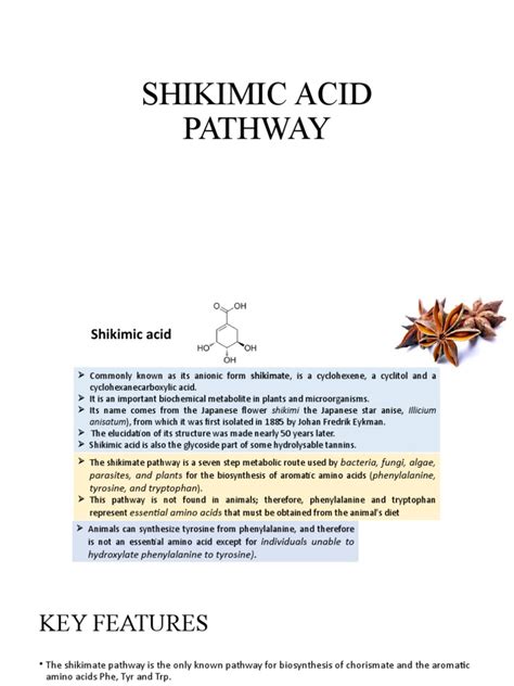 01.1 Shikimic Acid Pathway | PDF