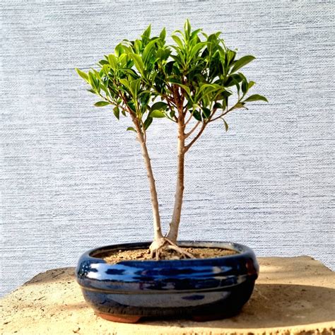 Ficus Bonsai Tree - Lones Bonsai