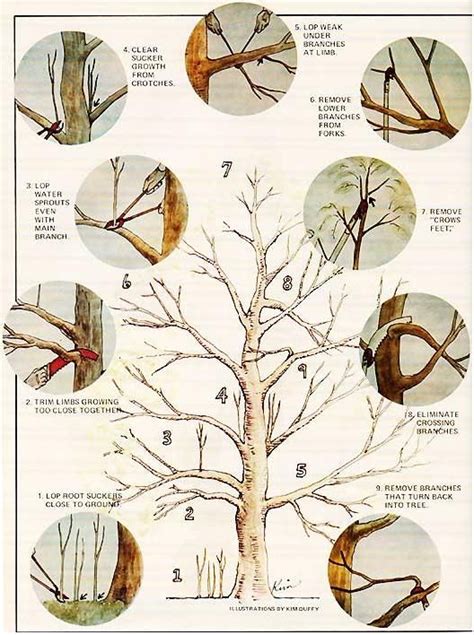 Gardening Tips For Beginners How To Prune An Apple Tree