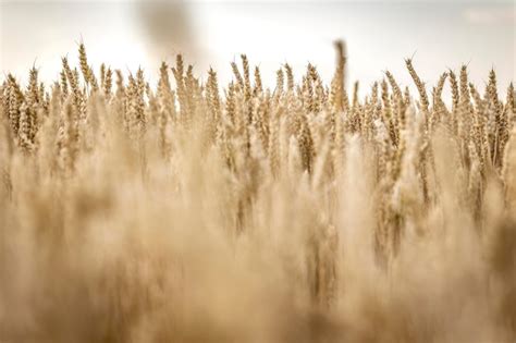 Espigas de cebada orgánica madura en el campo Foto Premium