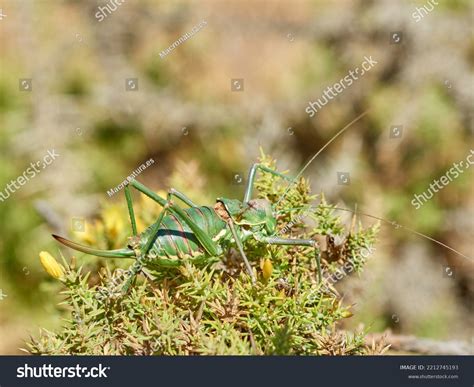 Armoured Ground Crickets Genus Steropleurus Stock Photo 2212745193