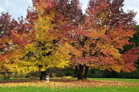 When To Prune A Maple Tree Expert Tips