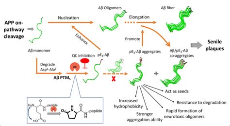 FIGURE Generation and roles of pE Aβ in AD and schematic drawing of