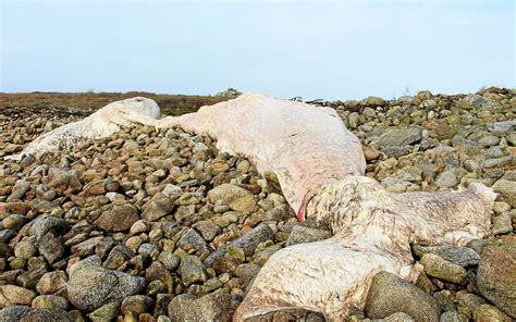 Chouage Dun Cachalot Sur La Presqu Le Saint Laurent Porspoder