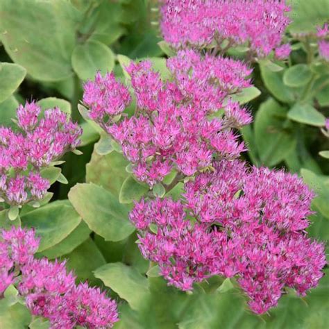 Sedum Spectabile Brilliant Perennial Plants Arboretum Garden Centre