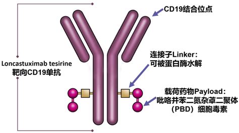 记住所有FDA生物药 CD19 ADC Loncastuximab tesirine 弥漫大B细胞淋巴瘤 肖恩记药