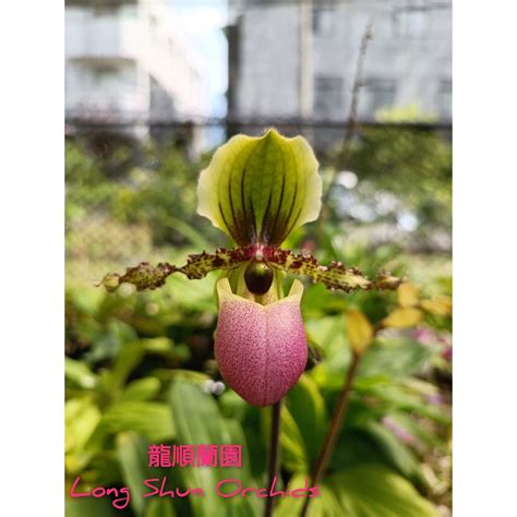 張伯倫拖鞋蘭 苗 （請注意閱讀以下說明）（paph Chamberlaainiahum×sib） 龍順蘭園 蝦皮購物