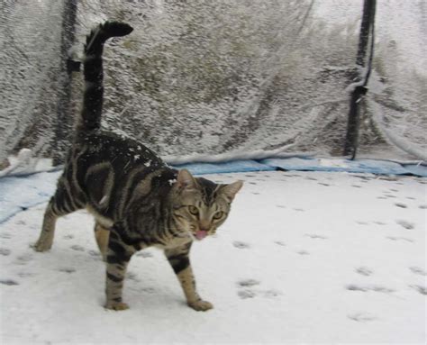 20 Adorable Pictures of Cats Playing in the Snow