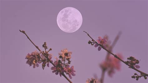 Pink moon rises on overnight! Watch the April full moon in a free ...