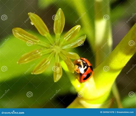 Ladybugs Ladybird Beetles Coleoptera Coccinellidae Royalty Free Stock