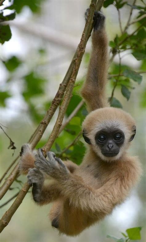 baby gibbon | Baby animals, Cute baby animals, Cute animals