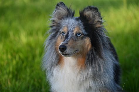 Lindo Cachorro Sheltie