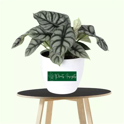 Alocasia Silver Dragon Care , Re-potting & Propagation