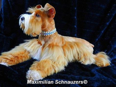 Rare Akc Registered Red Wheaten Schnauzer At Maximilian Schnauzers Miniature Schnauzer Puppies