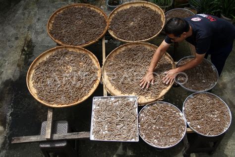 Kerupuk Tulang Ikan Tuna Antara Foto