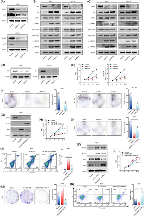 Chromodomain Helicase Dnabinding Protein Chd Knockdown Increases