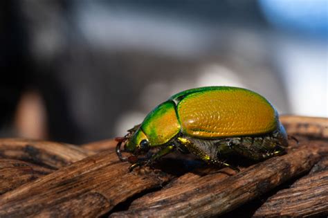 Anoplostethus Opalinus Inaturalist