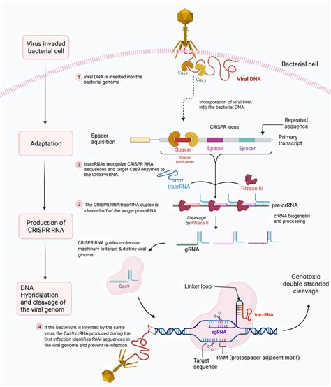 The Stages Of Crisprcas Adaptive Immunity The Three Phases Of The Download Scientific Diagram