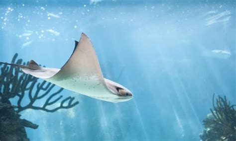 Stingray - A-Z Animals