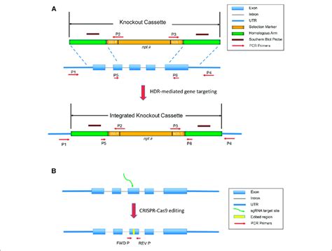 Targeted Gene Knockout Generated By Gene Targeting And Crispr Cas9