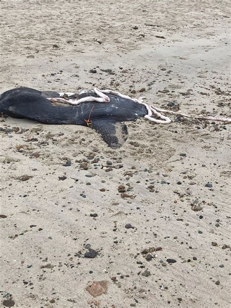 This Sunfish Washed Up On A Beach In Cape Cod Ma Along With Another