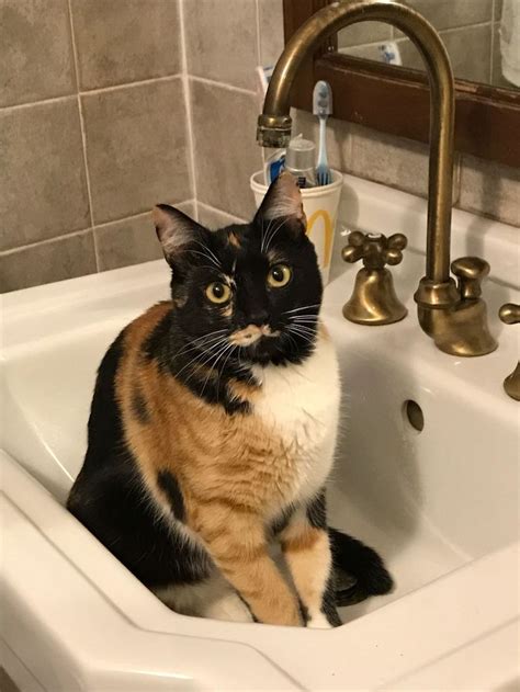 Lili...😻 | Peloso