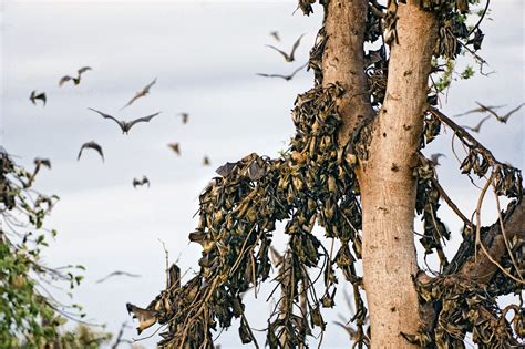 Zambia To Wietne Miejsce Na Afryka Sk Przygod I Fotograficzne Safari