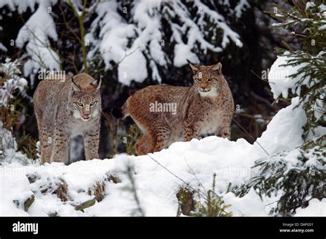 Eurasian Lynx Lynx Lynx Two Lynxes In A Winter Forest Sweden Stock