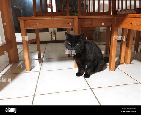 Black Tom Cat Sitting Under A Kitchen Table Stock Photo Alamy