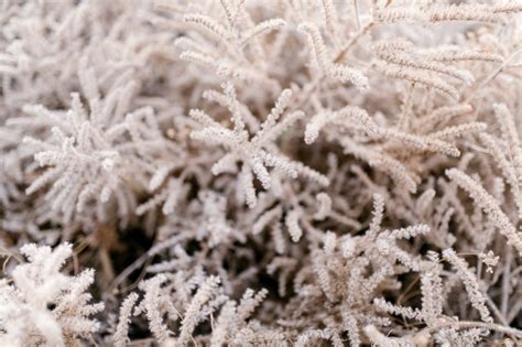 Tips Om Je Tuin Winterklaar Te Maken Donat Van Der Horst