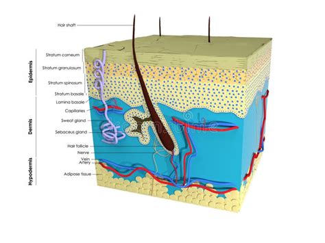 Cross Section Of Human Skin Stock Vector Illustration Of Erector