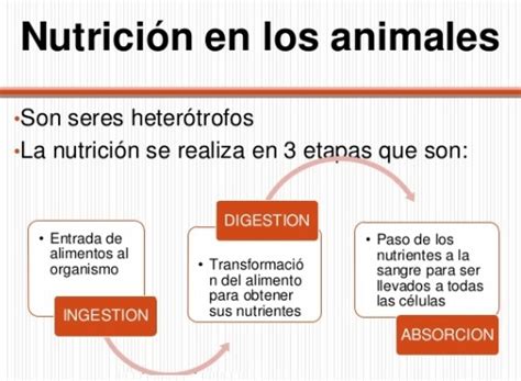 Etapas Nutrición En Los Animales