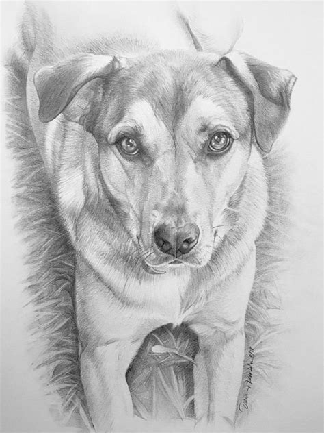 Dog Pencil Drawing Photos - DRAWING IDEAS