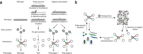 Schematic Representations Of Genotype Phenotype Associationsa Download Scientific Diagram