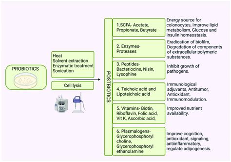 Postbiotics Are Soluble Low Molecular Weight Metabolites Or Cell Lysis Download Scientific