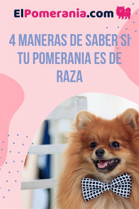 Maneras De Saber Si Tu Pomerania Es De Raza Pura Pomerania Perros