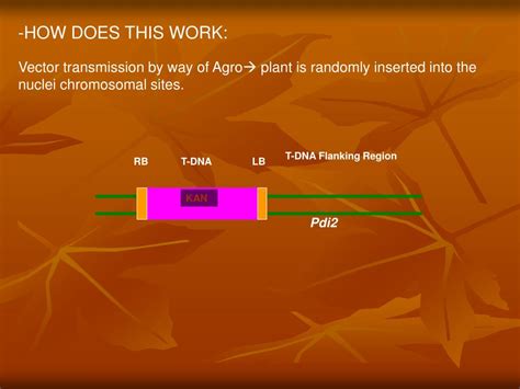 Ppt T Dna Mutagenesis Powerpoint Presentation Free Download Id337157