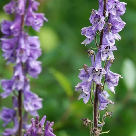 Photo Northern Wolf S Bane Aconitum Septentrionale Observation Org