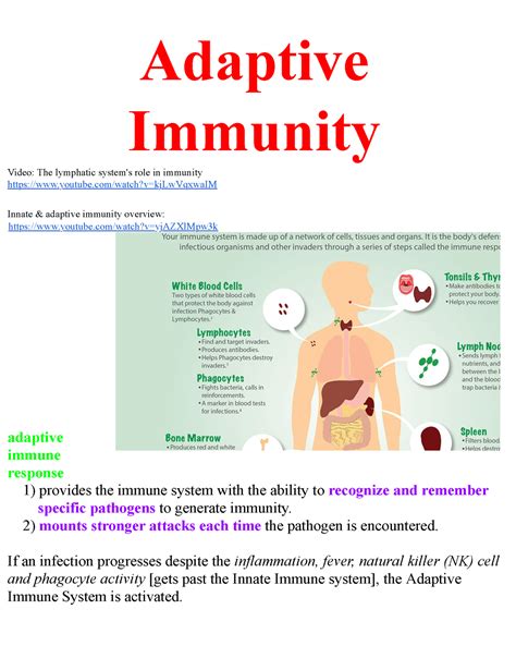 Immune System Adaptive Immunity Adaptive Immunity Video The