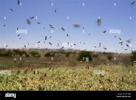 Australian Plague Locust Hi Res Stock Photography And Images Alamy