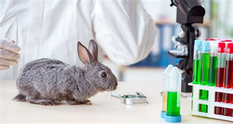 cruelty  certificate