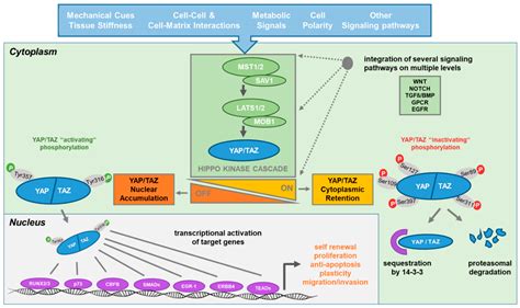 Cells Free Full Text The Yap Taz Pathway In Osteogenesis And Bone Sarcoma Pathogenesis