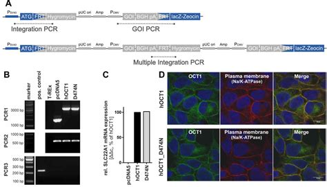 Validation Of Hek293 Cells Expressing Variant Oct1 D474n A Scheme